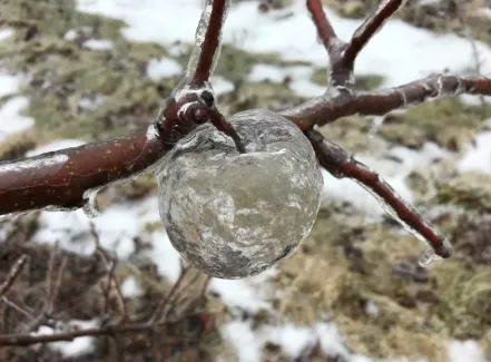 Frozen Ice Apple | Spicetown Oy